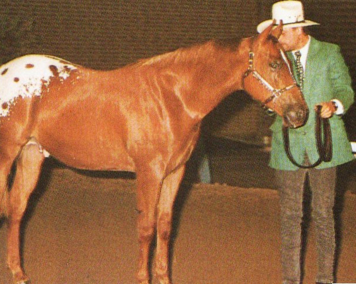 horse Mr Sonny Royal (Appaloosa, 1992, from Sonny's Royalty)