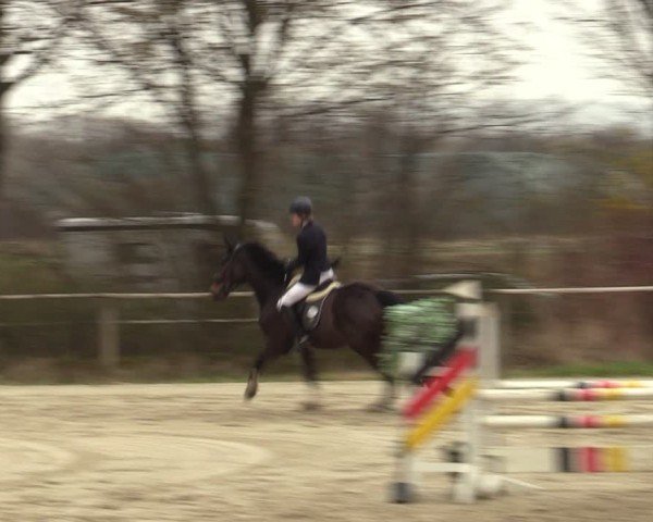 Reitturnier Springe 2025