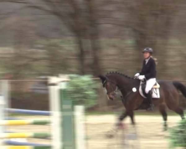 Reitturnier Springe 2025