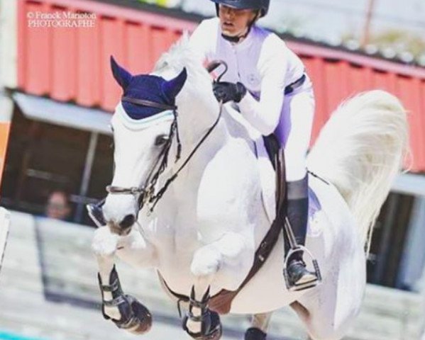 jumper Havanna van Paemel (Belgian Warmblood, 2007, from Cicero Z van Paemel)