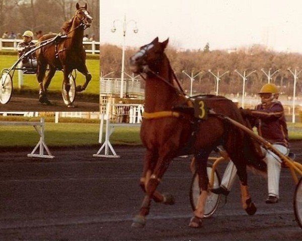 stallion Igor du Beauvoisin (FR) (French Trotter, 1974, from Kerjacques (FR))