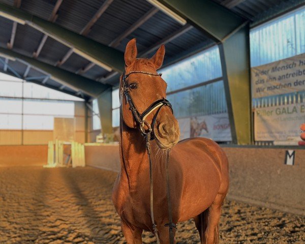 broodmare Cayen (Westphalian, 2009, from Chicos Son)
