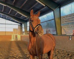 broodmare Cayen (Westphalian, 2009, from Chicos Son)