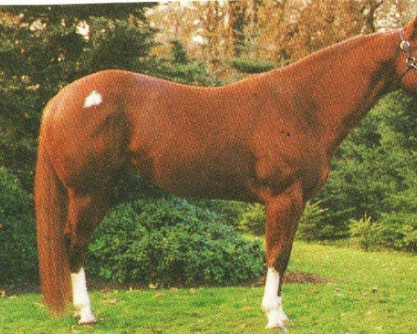 Pferd Regal Conclusion (Quarter Horse, 1990, von Obvious Conclusion)