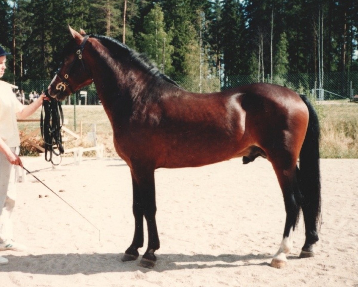 Deckhengst Richard Lion-Heart 10 NF (New-Forest-Pony, 1983, von Burma Wilton 7 NF)