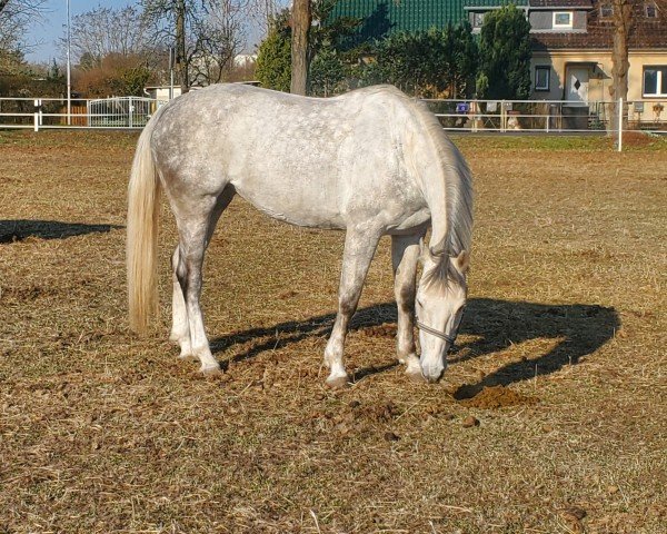 Springpferd Une Beauté van Overis Z (Zangersheide Reitpferd, 2019, von Untouchable)