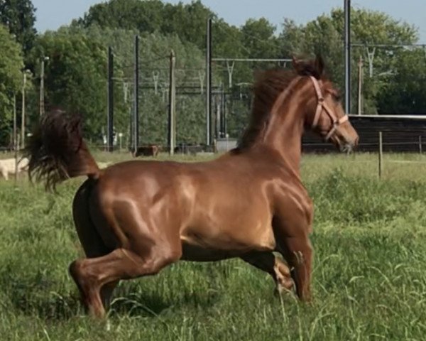 jumper Pilot van perzi z (Zangersheide riding horse, 2019, from Pilothago)