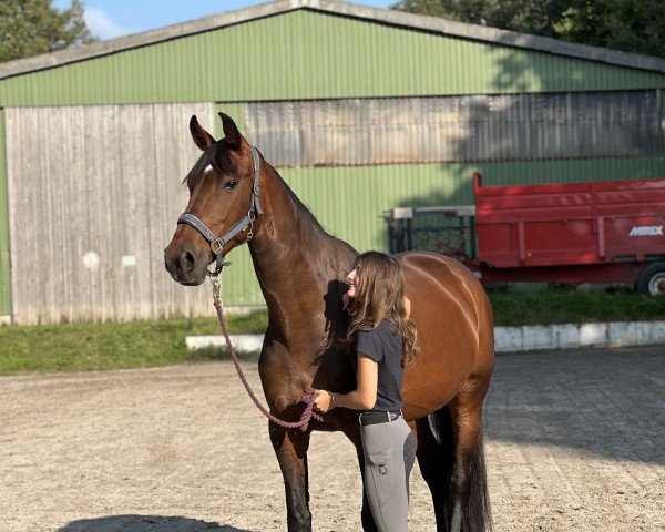 dressage horse Fleur de lys 58 (Holsteiner, 2013, from Zhivago)