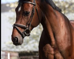 broodmare Stolzine (Hanoverian, 2011, from Stolzenberg)