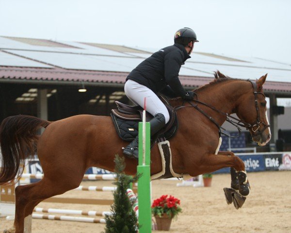 Pferd Latin Lover Di Villagana (Italienisches Warmblut, 2016, von Baloubet du Rouet)