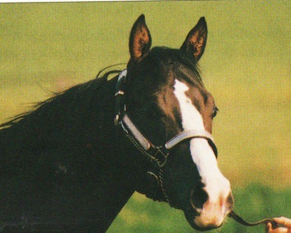 stallion Mr XL Jackson (Quarter Horse, 1990, from Mr XL Mac)