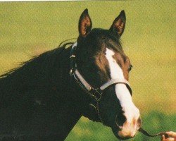 Deckhengst Mr XL Jackson (Quarter Horse, 1990, von Mr XL Mac)