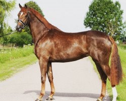 jumper Mata Hari - ST (KWPN (Royal Dutch Sporthorse), 2017, from Hennessy)