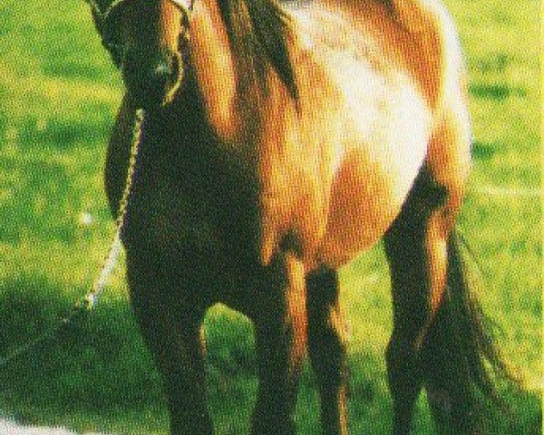 horse Chex In Chex (Quarter Horse, 1991, from Doc Chex)