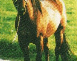 Pferd Chex In Chex (Quarter Horse, 1991, von Doc Chex)