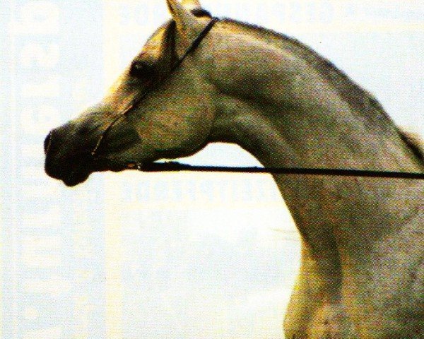 Pferd Nk Baidoun ox (Vollblutaraber, 2002, von Ashhal Al Rayyan EAO)