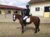 dressage horse Silke (Welsh-Pony (Section B), 2007)