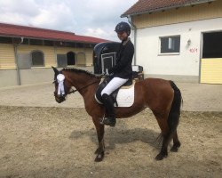 dressage horse Silke (Welsh-Pony (Section B), 2007)