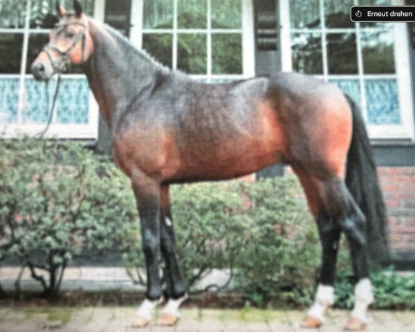 stallion Hengst von Desperados 11 / Lauries Crusador xx (Hanoverian, 2018, from Desperados FRH)