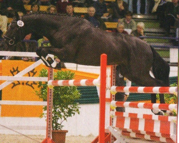 horse Illuminati 5 (Trakehner, 2009, from Tambour)