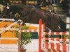 horse Illuminati 5 (Trakehner, 2009, from Tambour)