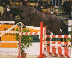 Pferd Illuminati 5 (Trakehner, 2009, von Tambour)
