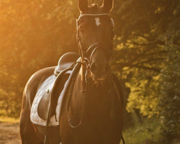 dressage horse Keiner Wie Dieser (German Riding Pony, 2010, from Kennedy WE)