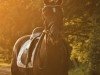 Dressurpferd Keiner Wie Dieser (Deutsches Reitpony, 2010, von Kennedy WE)