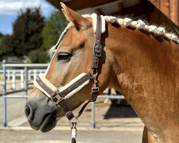 broodmare Ciao Bella 2 (Haflinger, 2008, from Saloniki)