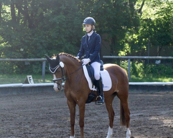 broodmare Steendieks Comme Ci Comme Ca (German Riding Pony, 2008, from FS Chambertin)