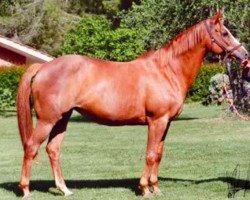 broodmare Azucele delle Sementarecce (Sella Italiano, 1991, from Orty)