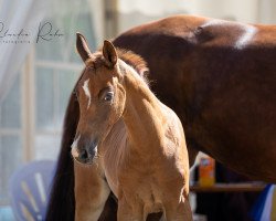 dressage horse Traumwelt (Rhinelander, 2021, from Total Hope OLD)