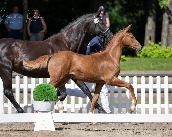 dressage horse Veja (Rhinelander, 2021, from Valdiviani)