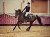 jumper Con Cordia 2 (Holsteiner, 2012, from Connor 48)
