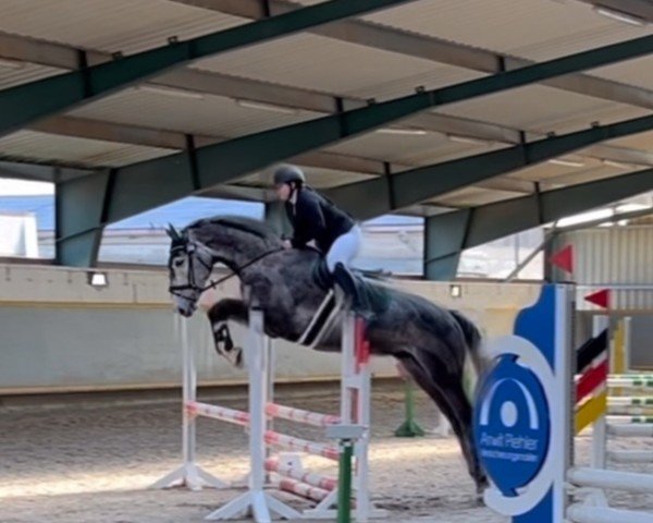 jumper Highfly Blue (Mecklenburg, 2020, from Hickstead White)
