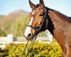 broodmare Argenta BK (Hanoverian, 2005, from Argentinus)