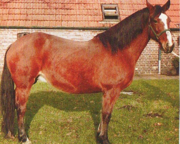 horse Farmer George's Princess (unknown, 1993, from Frisian Ceredog)