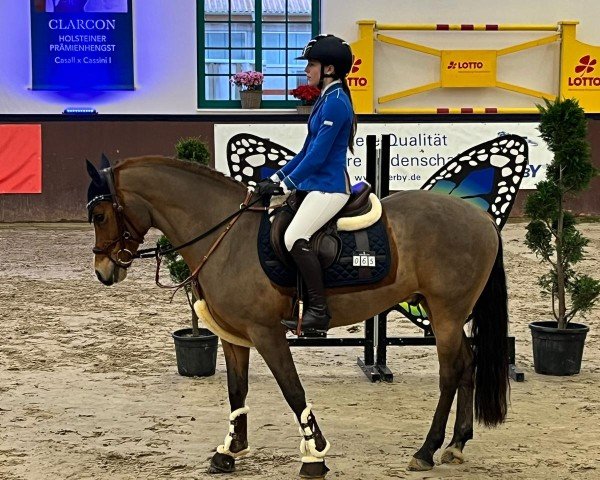 jumper Casper 497 (German Riding Pony, 2015, from Cappucino Royale G)