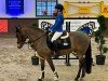 Springpferd Casper 497 (Deutsches Reitpony, 2015, von Cappucino Royale G)