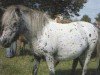 broodmare Energy (Dt.Part-bred Shetland pony, 2000, from Madras)
