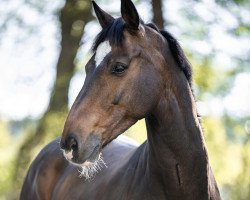 Springpferd Canolito (Oldenburger, 2010, von Canoso)