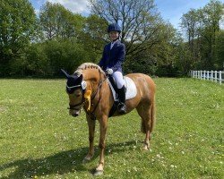 dressage horse Barbiepferd (unknown, 2015)