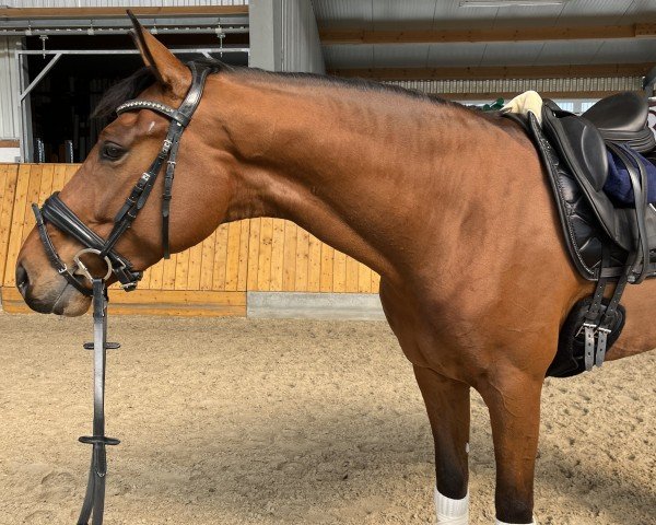 Dressurpferd Vigor K (Oldenburger, 2020, von Vitalis)