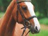 dressage horse Wild Willy (German Sport Horse, 2007, from Wind Dancer)
