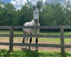 jumper Cassius 96 (Hanoverian, 2014, from Comte)