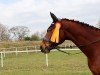 jumper Kaspino (German Sport Horse, 2017, from Kasanova de La Pomme)