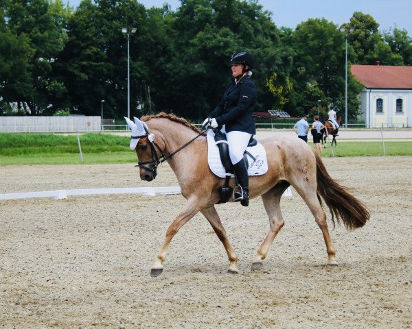 dressage horse Lafayette vom Vilstal (German Riding Pony, 2004, from Callenberg's Just in time)