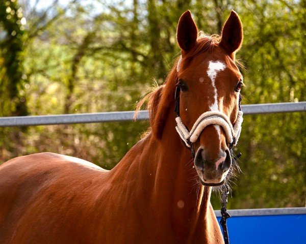 jumper Bella Rock H (Westphalian, 2016, from Black Rock H)