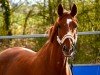 jumper Bella Rock H (Westphalian, 2016, from Black Rock H)