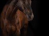 dressage horse Don Ryco (Hanoverian, 2011, from Don Frederico)